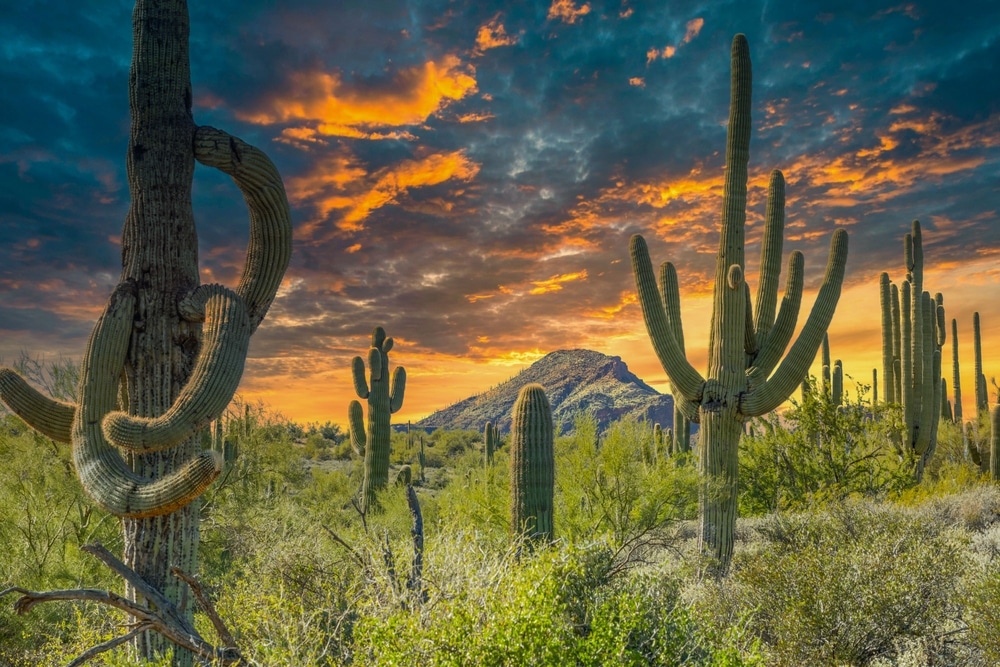 Spur,Cross,Ranch,,Cave,Creek,,Arizona