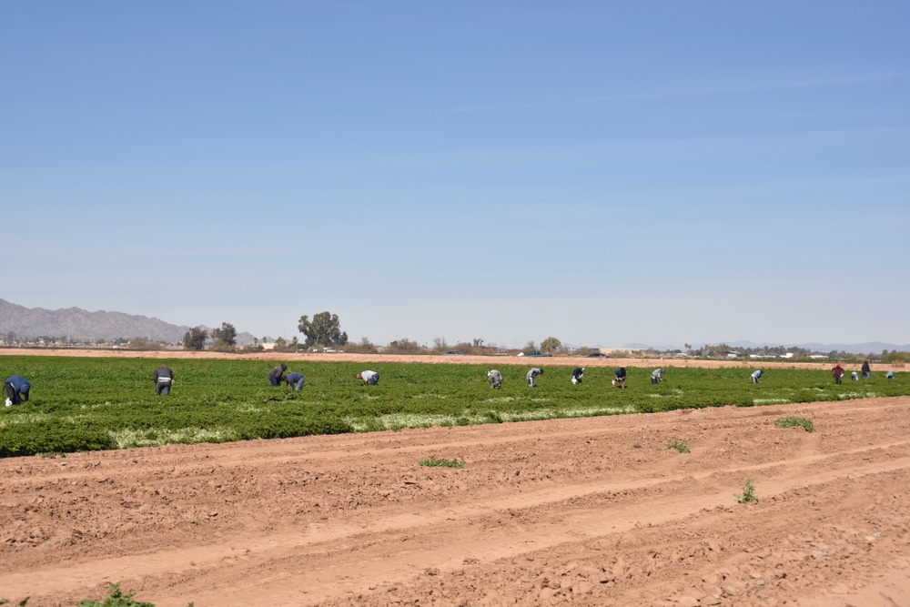 Tolleson,,Az.,,U.s.a.,Feb.,12,,2019.,Kubota,Par6250,M96s,Tractor