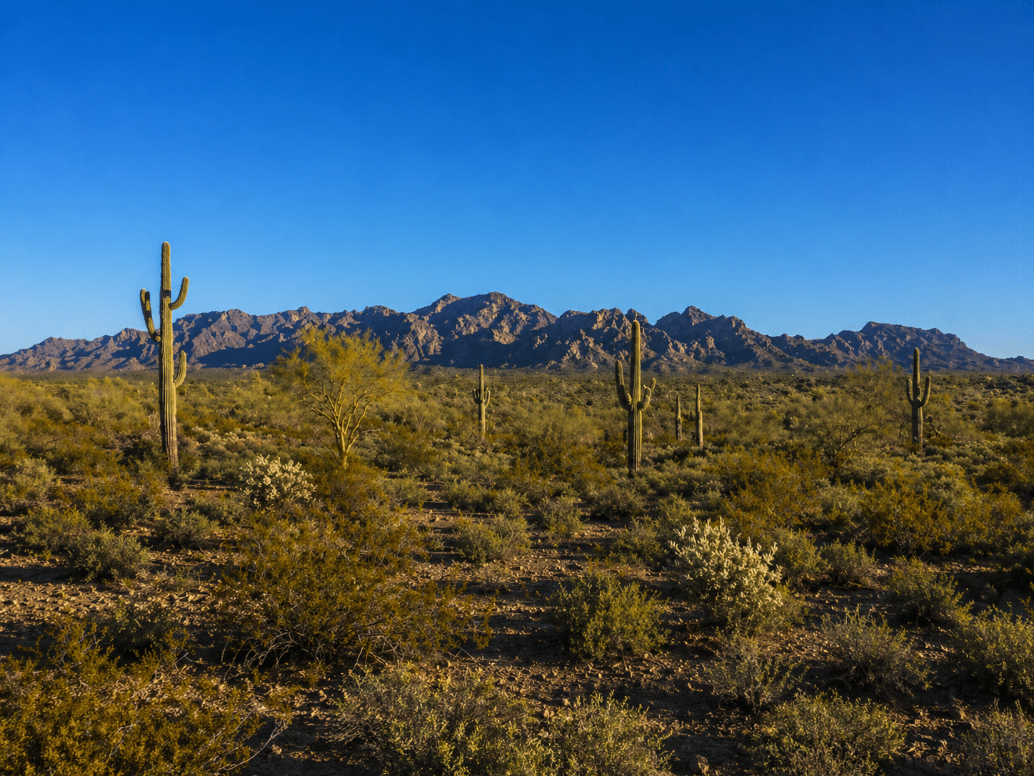 flat Sonoran desert terrain west of Surprise, Arizona